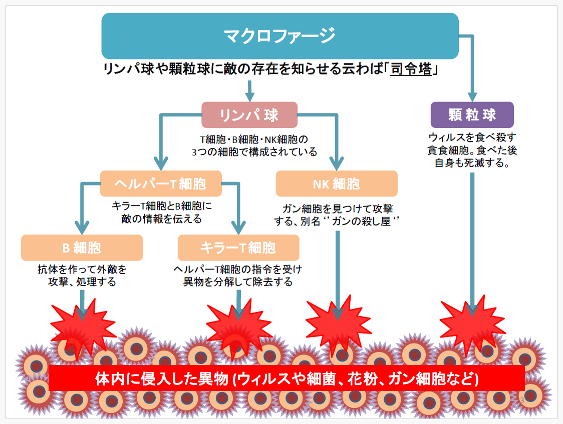 マクロファージについて