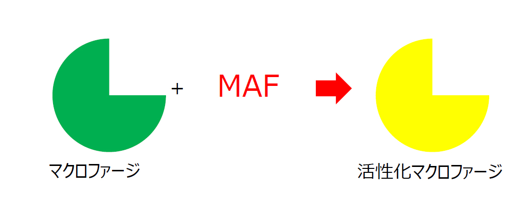 マクロファージは、マクロファージ活性化因子(MAF)で活性化