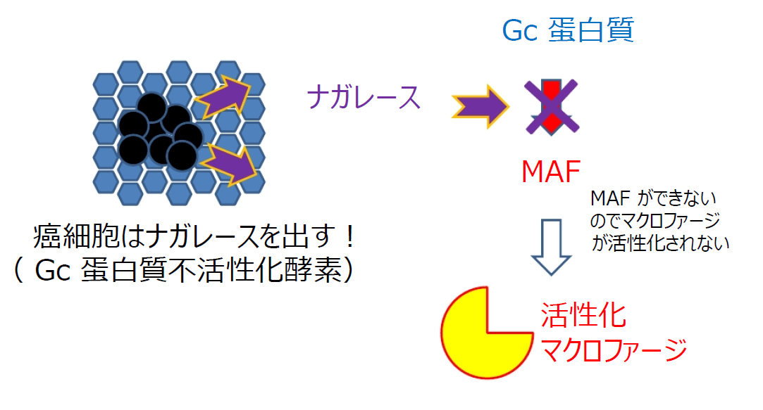 癌細胞はナガレースを出す
ナガレースはMAFの生成を邪魔する