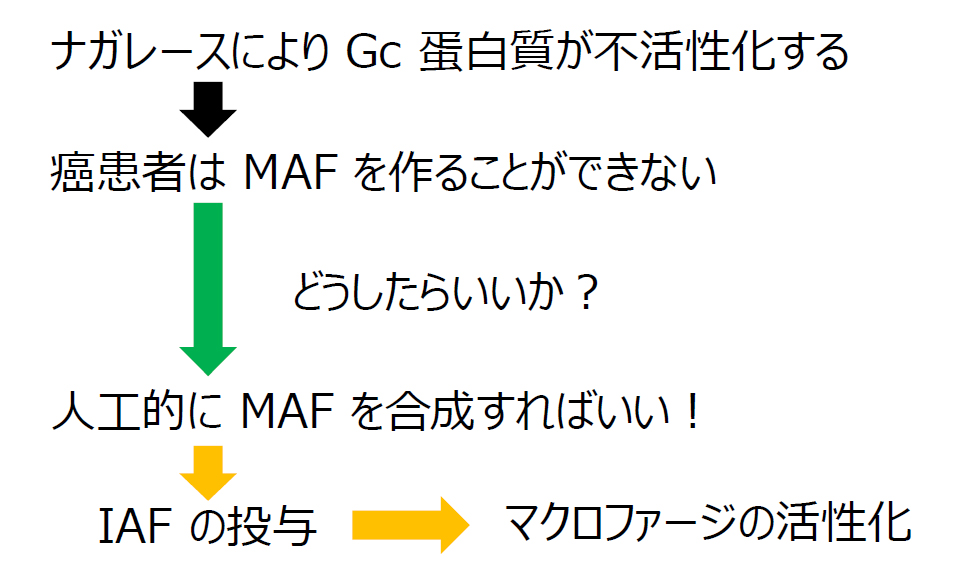 ナガレースによりGcたんぱく質が不活性化する。癌患者はMAFを作ることができない。人工的にMAFを合成すればいい。IAFの投与。マクロファージの活性化