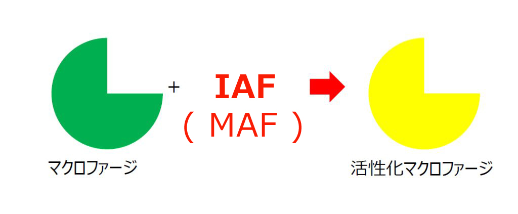 マクロファージをIAFで活性化