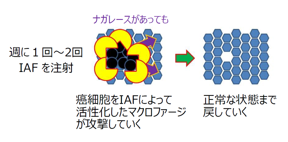 週に1~2回IAFを注射して、IAFで癌に働きかけ