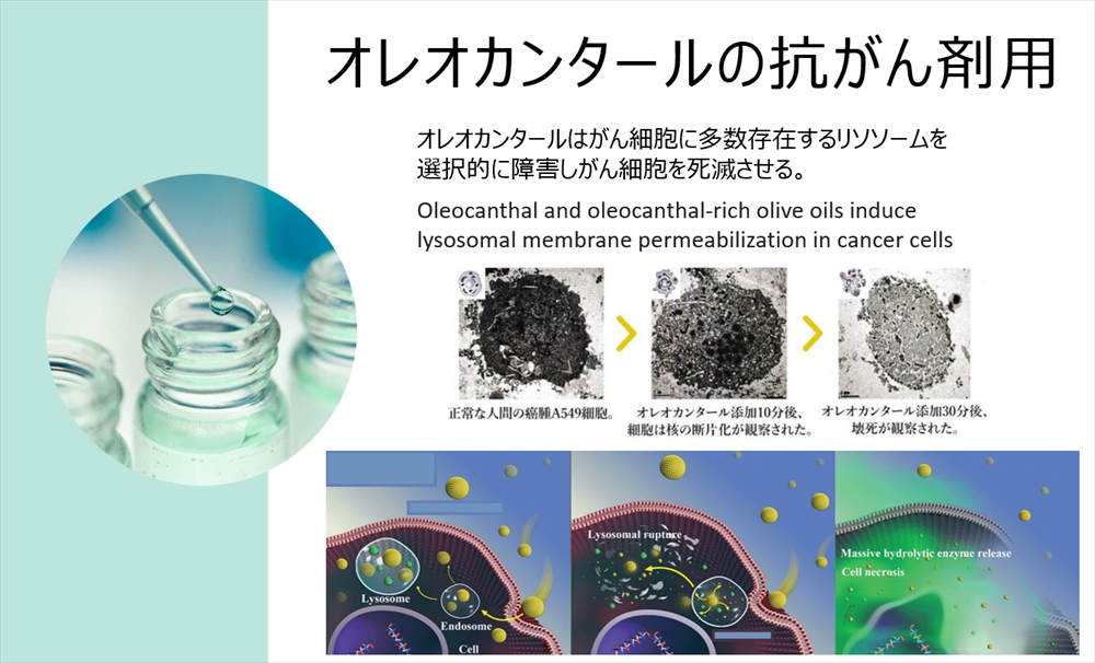 オレオカンタールの抗がん剤用
オレオカンタールはがん細胞に多発するリソソームを選択的に障害し、がん細胞を死滅させる
