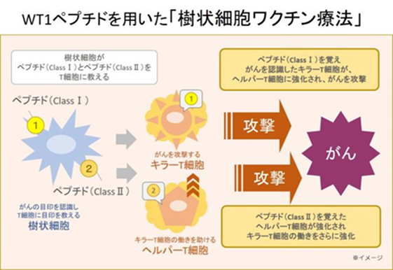 WT1ペプチドを用いた「樹状細胞ワクチン療法」